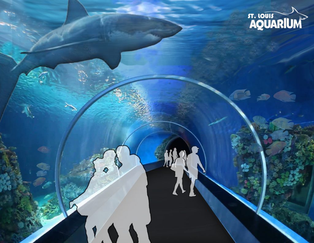 Shark Tube