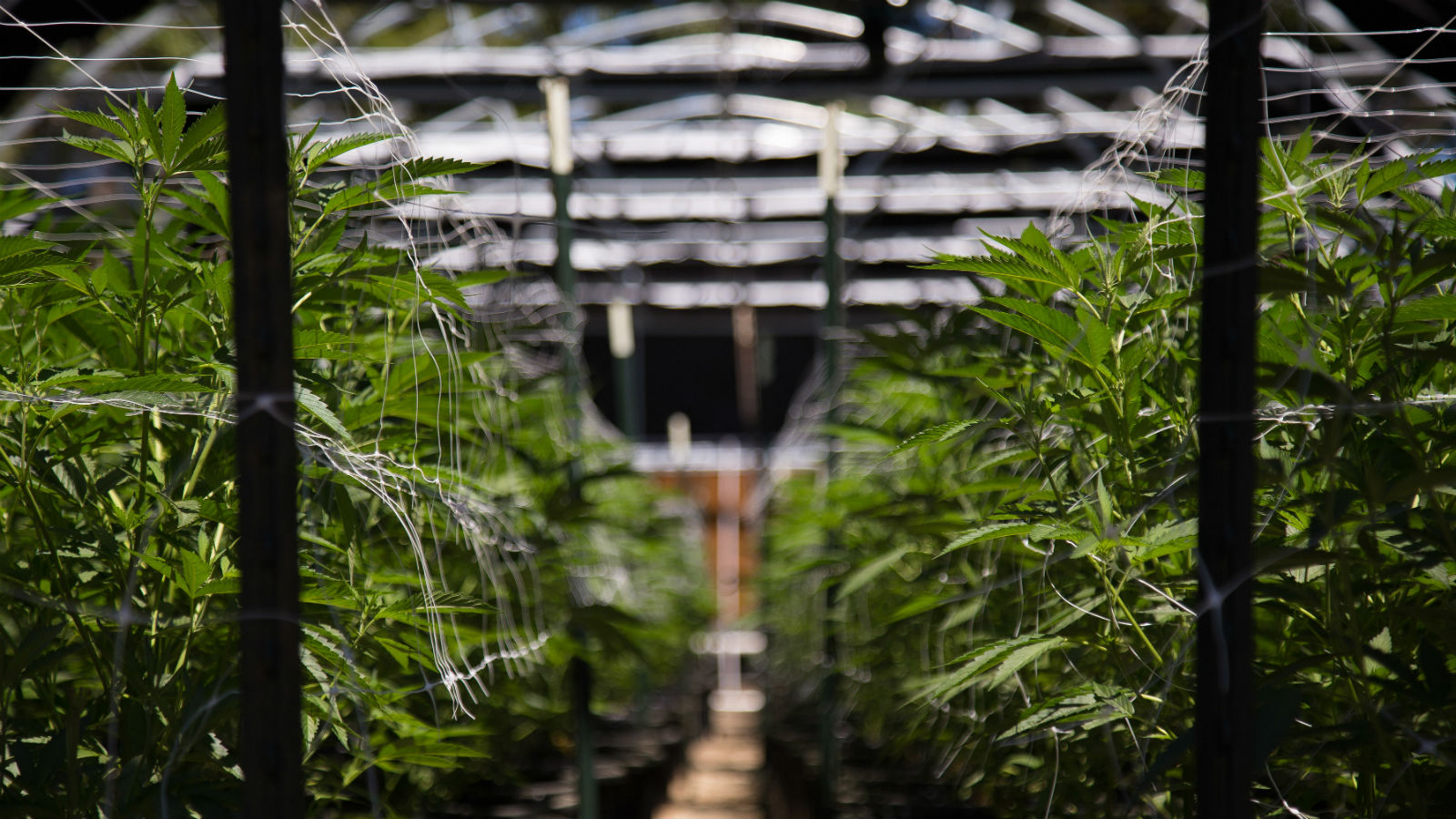 CannaOutsider Seeks to Simplify Marijuana Initiatives for the Missouri Voter